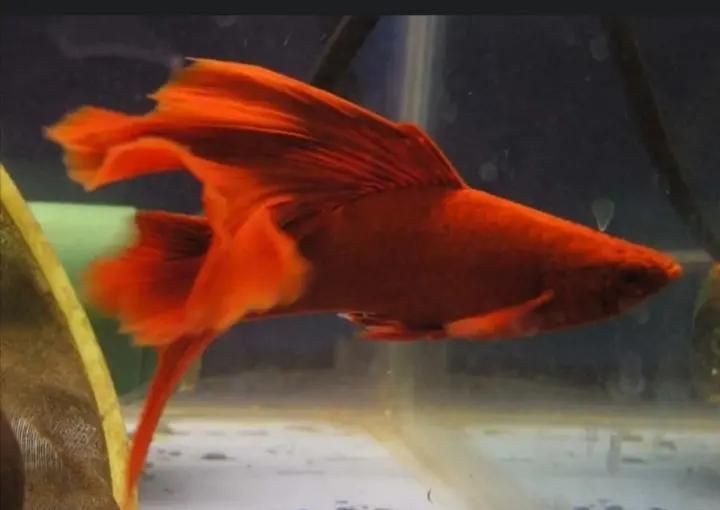 紅尾魚壽命有多長|關于紅尾魚的壽命，不同品種存在顯著差異，需結合具體種類分析