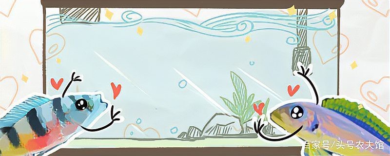 扔舊魚缸的正確方法|處理舊魚缸需綜合考慮風水禁忌、環保要求及情感因素