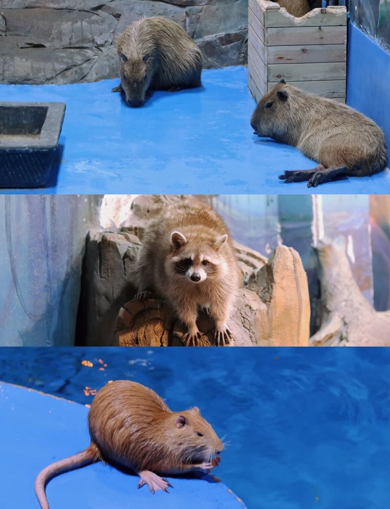 海寧水族店|海寧市擁有多家特色水族館及水族店涵蓋觀賞、零售、科普等多種業態