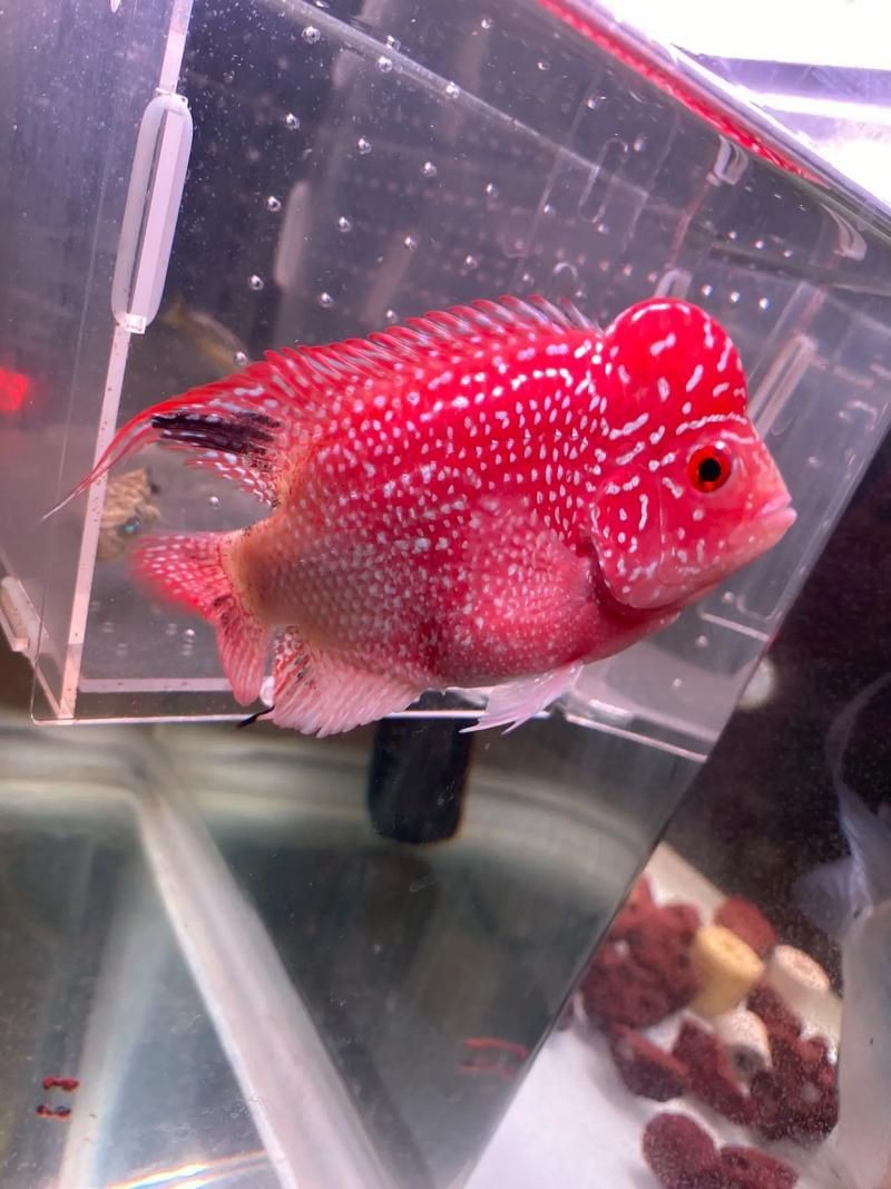 羅漢魚圖片及價(jià)格|羅漢魚價(jià)格史上最新最全羅漢魚價(jià)格齊家珍珠羅漢
