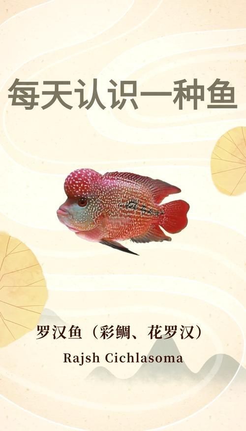 羅漢魚圖片及價格|羅漢魚價格史上最新最全羅漢魚價格齊家珍珠羅漢