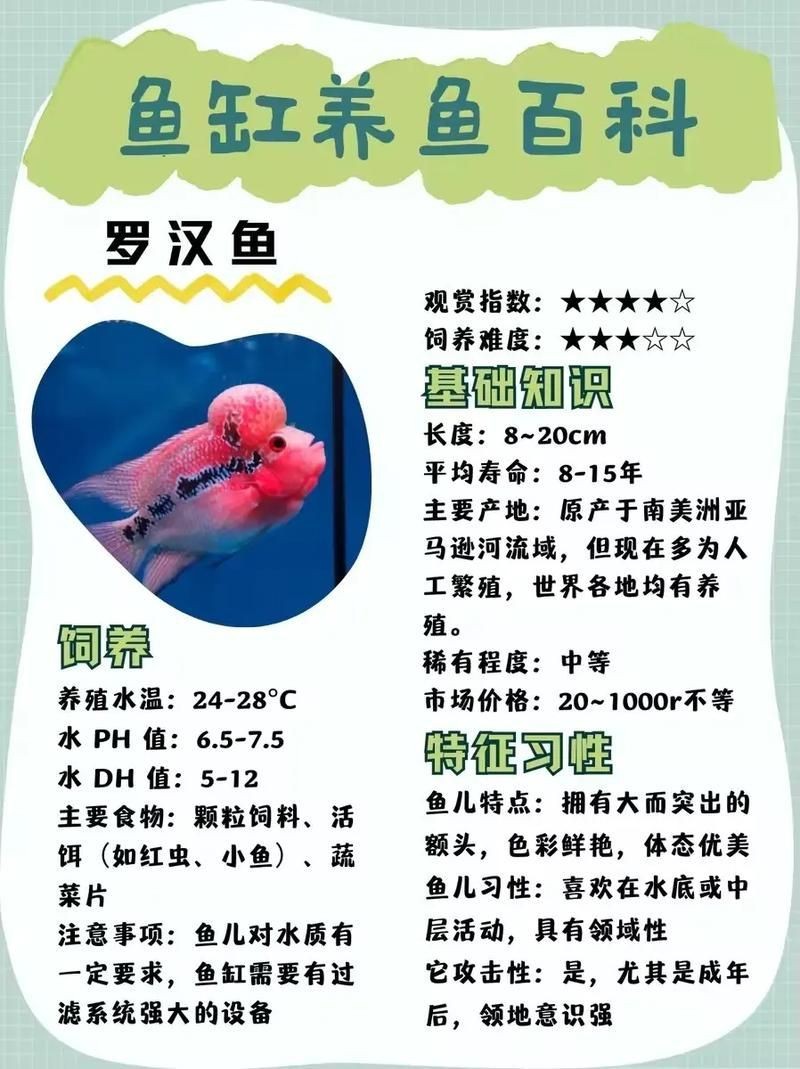 羅漢魚圖片及價(jià)格|羅漢魚價(jià)格史上最新最全羅漢魚價(jià)格齊家珍珠羅漢