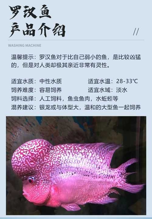 羅漢魚圖片及價(jià)格|羅漢魚價(jià)格史上最新最全羅漢魚價(jià)格齊家珍珠羅漢