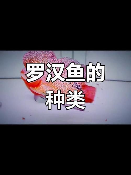 羅漢魚圖片及價(jià)格|羅漢魚價(jià)格史上最新最全羅漢魚價(jià)格齊家珍珠羅漢