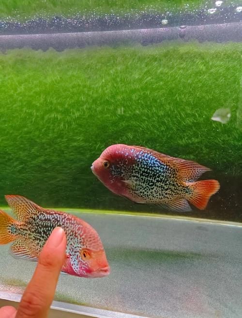羅漢魚圖片及價(jià)格|羅漢魚價(jià)格史上最新最全羅漢魚價(jià)格齊家珍珠羅漢