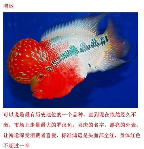 紅龍魚混養最佳幾條魚，龍魚混養最佳幾條魚 紅龍魚混養最佳幾條魚，龍魚混養最佳幾條魚 龍魚百科 第1張