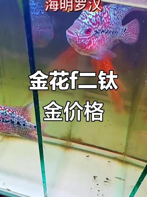 羅漢魚圖片及價(jià)格|羅漢魚價(jià)格史上最新最全羅漢魚價(jià)格齊家珍珠羅漢