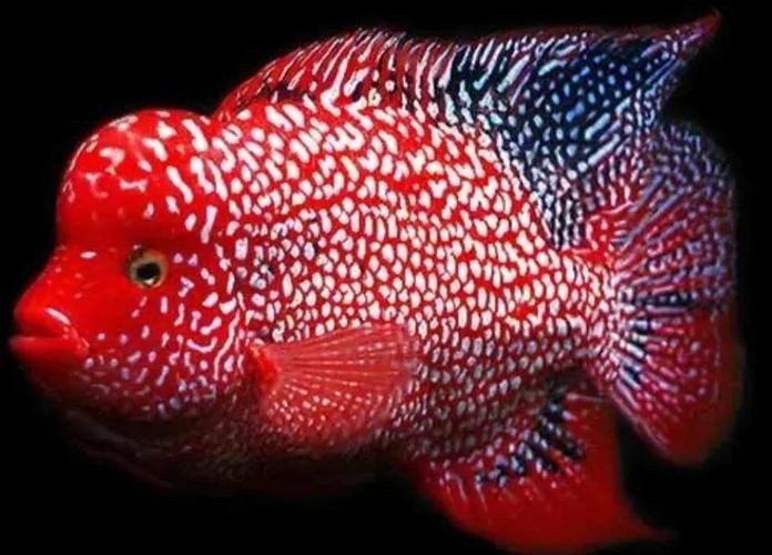 羅漢魚圖片及價(jià)格|羅漢魚價(jià)格史上最新最全羅漢魚價(jià)格齊家珍珠羅漢