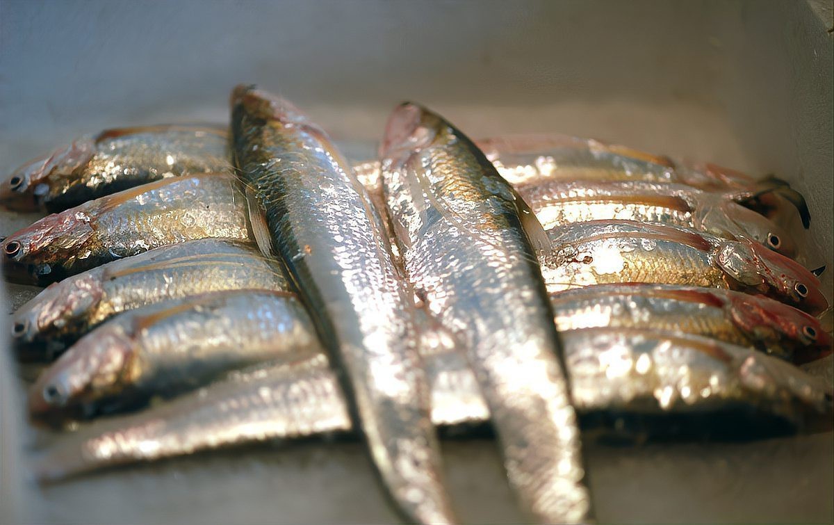 帶魚叫刀魚是哪里的叫法啊