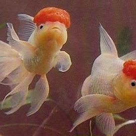紅頭利魚(yú)【紅頭利魚(yú)120元一斤螃蟹10元一斤螃蟹10元一斤】 紅頭利魚(yú)【紅頭利魚(yú)120元一斤螃蟹10元一斤螃蟹10元一斤】 龍魚(yú)論壇 第8張