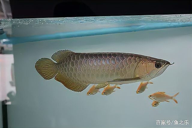 金龍的圖片最漂亮的【張大千《金龍獻瑞》:潑墨潑彩中的東方神韻】