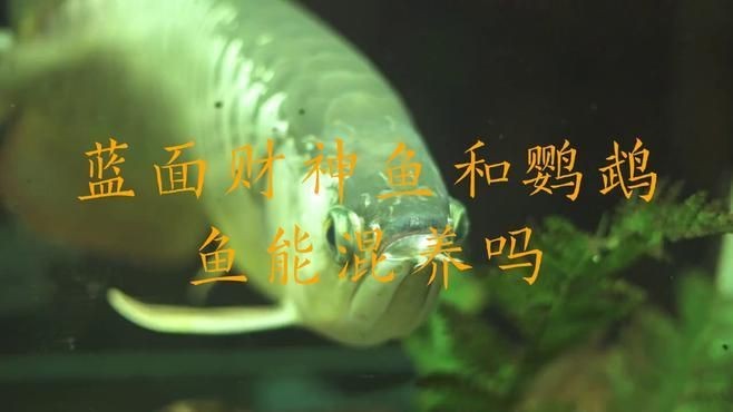 藍財神魚能不能混養(yǎng)呢【藍財神魚可以和什么魚混養(yǎng)】