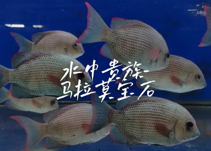 馬拉莫魚圖片【探秘馬達島寶藏，馬拉莫寶石魚之美】