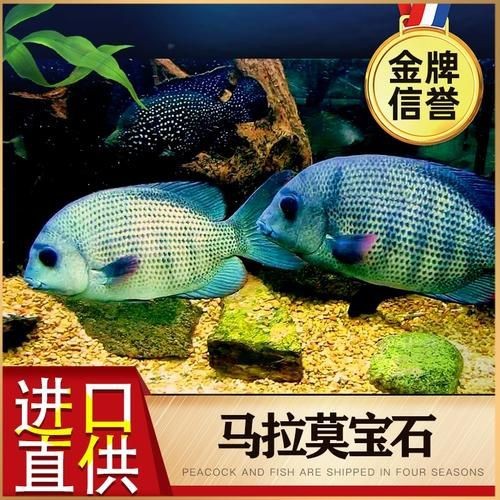 馬拉莫魚圖片【探秘馬達島寶藏，馬拉莫寶石魚之美】