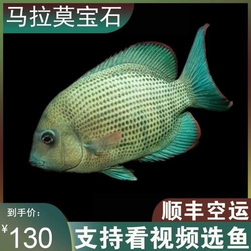 馬拉莫魚圖片【探秘馬達島寶藏，馬拉莫寶石魚之美】