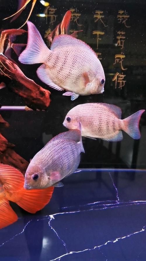 馬拉莫魚圖片【探秘馬達島寶藏，馬拉莫寶石魚之美】