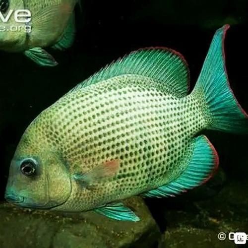 馬拉莫魚圖片【探秘馬達島寶藏，馬拉莫寶石魚之美】