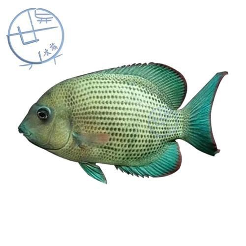 馬拉莫魚圖片【探秘馬達島寶藏，馬拉莫寶石魚之美】