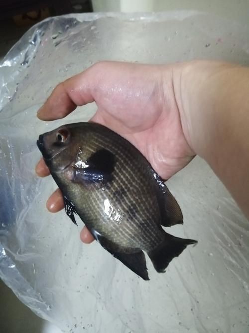 馬拉莫魚圖片【探秘馬達島寶藏，馬拉莫寶石魚之美】