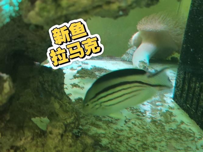 馬拉莫魚圖片【探秘馬達島寶藏，馬拉莫寶石魚之美】