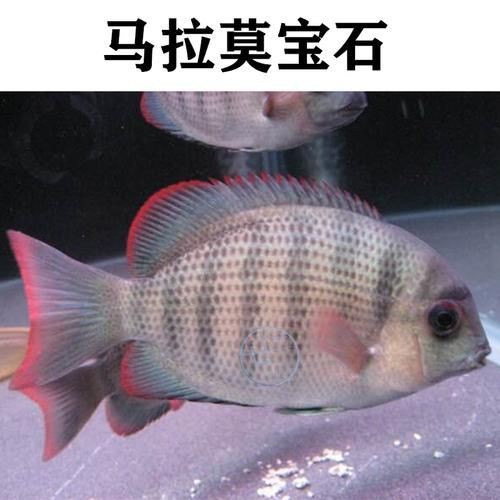馬拉莫魚圖片【探秘馬達島寶藏，馬拉莫寶石魚之美】