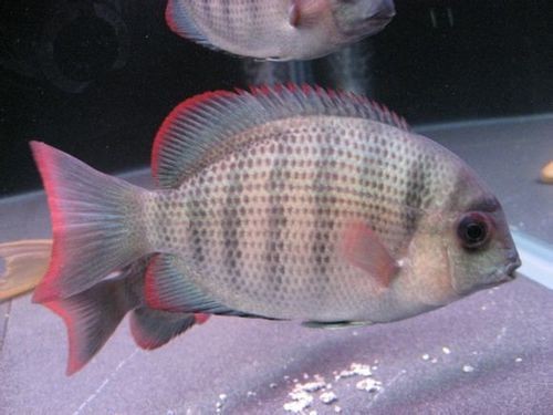 馬拉莫魚圖片【探秘馬達島寶藏，馬拉莫寶石魚之美】