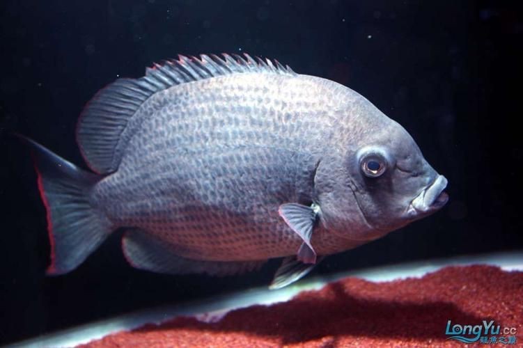 馬拉莫魚圖片【探秘馬達島寶藏，馬拉莫寶石魚之美】