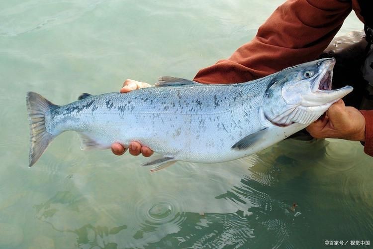 馬拉莫魚圖片【探秘馬達島寶藏，馬拉莫寶石魚之美】