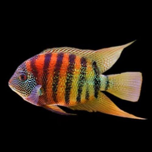 馬拉莫魚圖片【探秘馬達島寶藏，馬拉莫寶石魚之美】