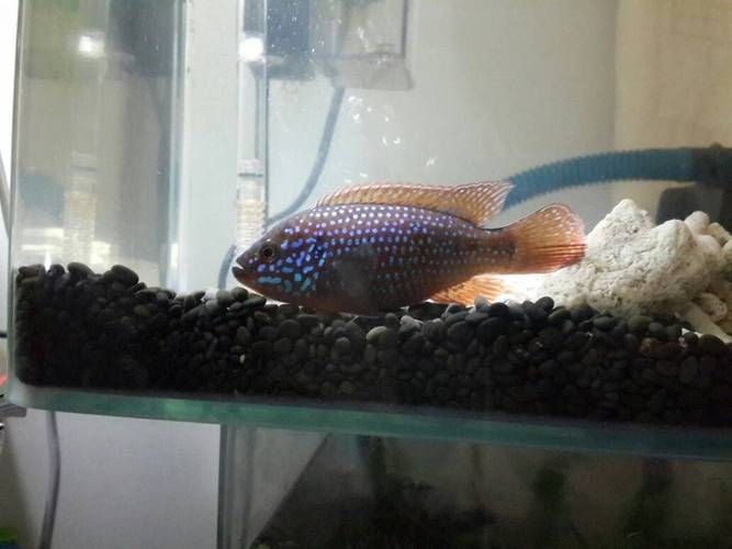 馬拉莫魚圖片【探秘馬達島寶藏，馬拉莫寶石魚之美】