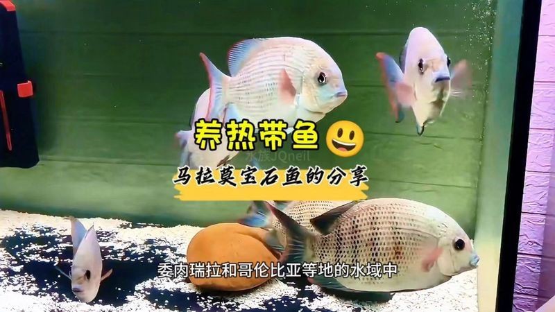 馬拉莫魚圖片【探秘馬達島寶藏，馬拉莫寶石魚之美】