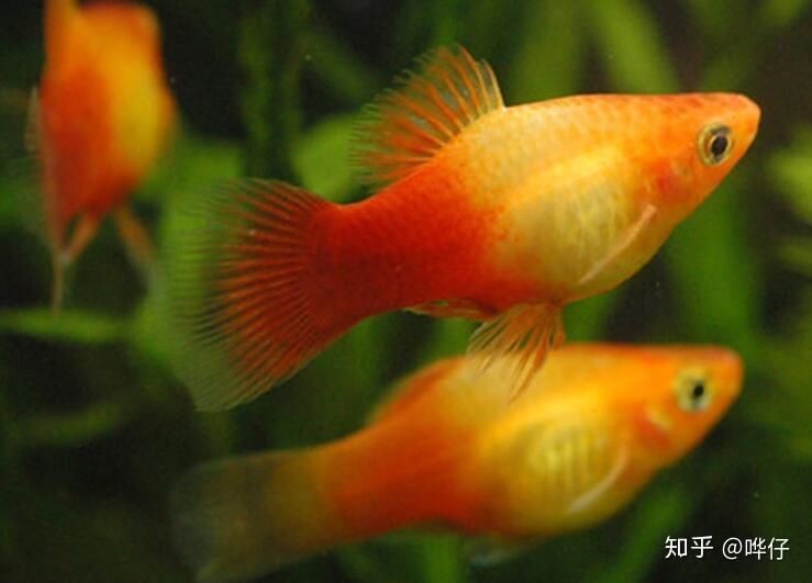 詳細閱讀:龍魚細菌感染最怕三種東西【關于龍魚細菌感染最怕的三種物質或方法,有三件事你必須做】 龍魚細菌感染最怕三種東西【關于龍魚細菌感染最怕的三種物質或方法,有三件事你必須做】