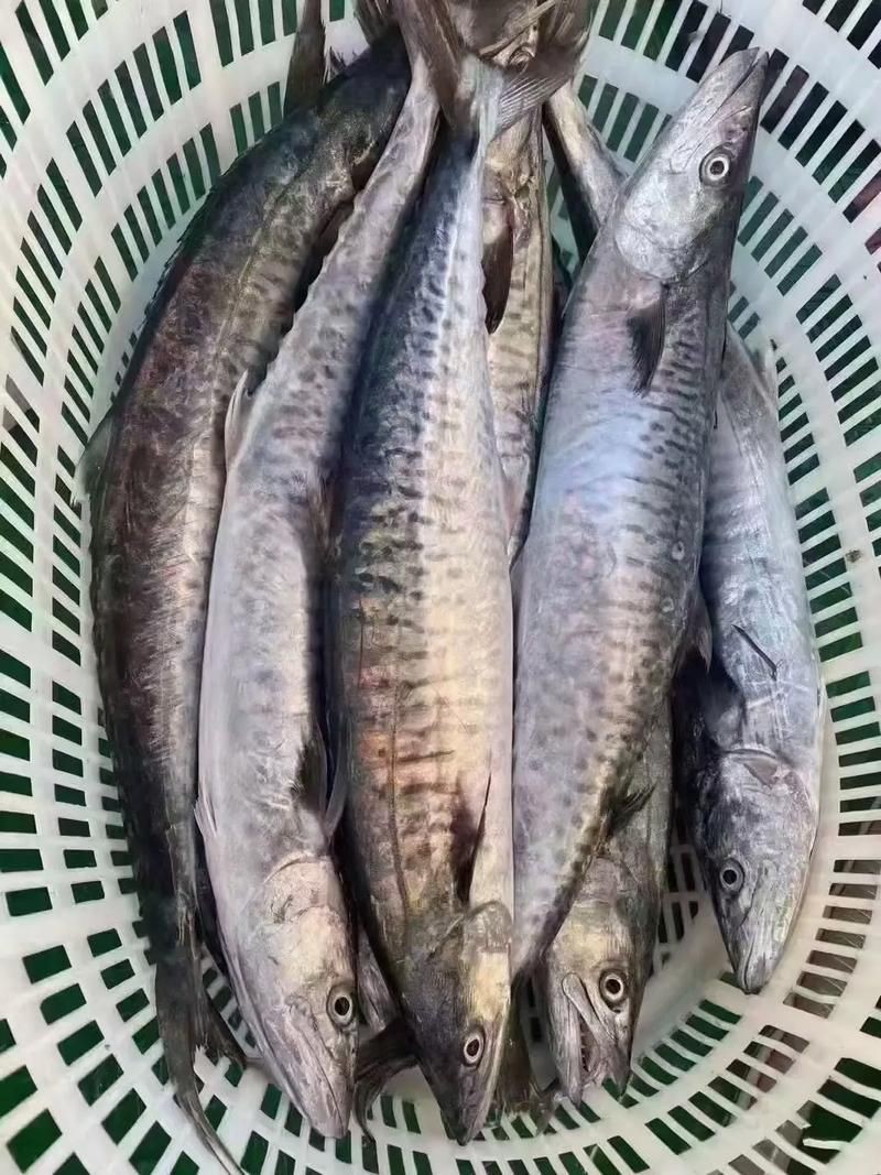 馬古龍魚的圖片【農(nóng)村小伙來村子河邊看魚獲野生大鯽魚嗶哩嗶哩嗶哩】