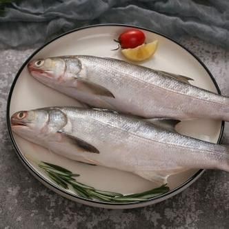馬古龍魚的圖片【農(nóng)村小伙來村子河邊看魚獲野生大鯽魚嗶哩嗶哩嗶哩】