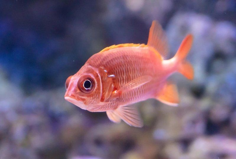 藍寶石魚能活幾年【藍寶石魚的壽命通常在4-8年之間1】