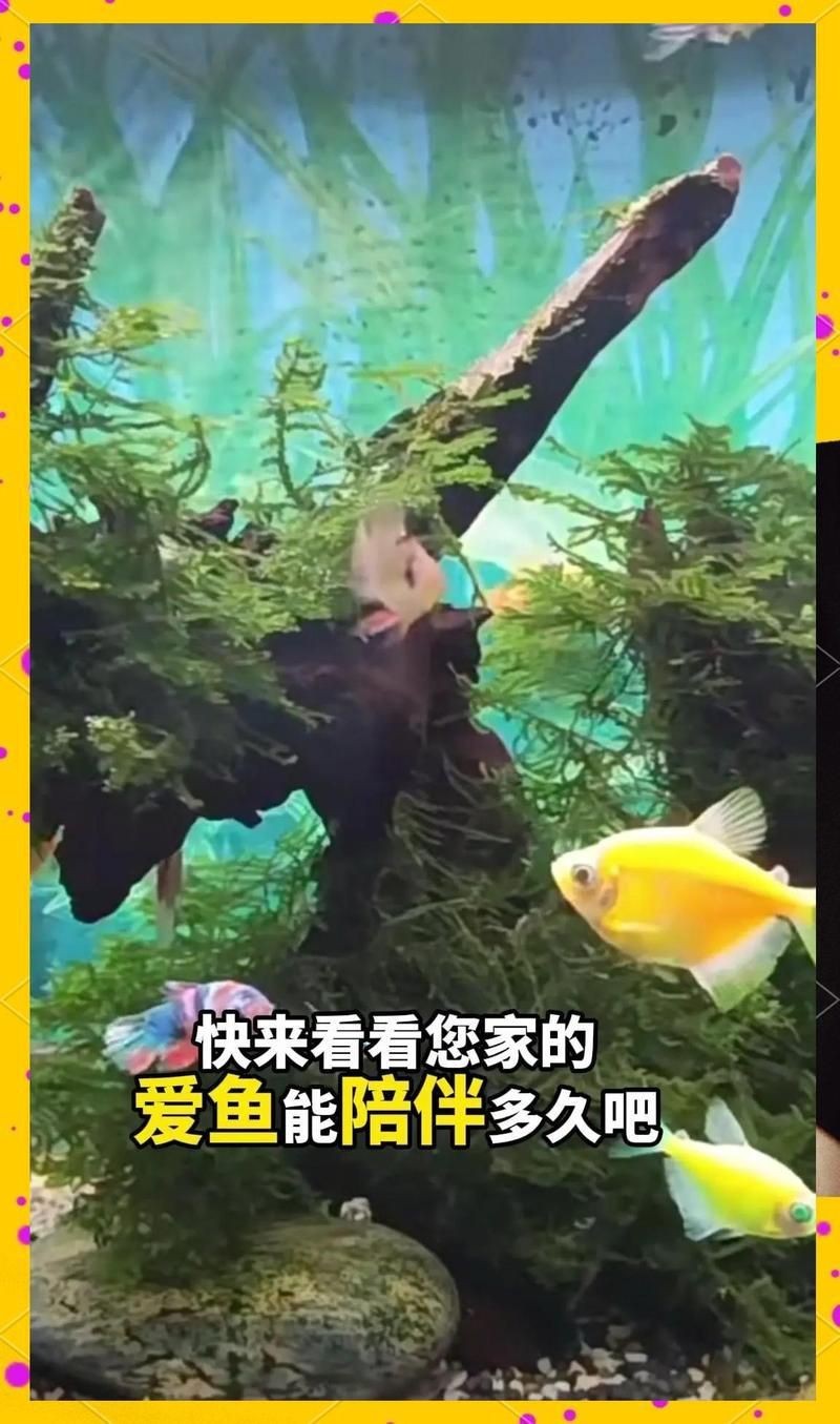 藍寶石魚能活幾年【藍寶石魚的壽命通常在4-8年之間1】