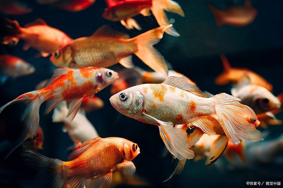 藍寶石魚能活幾年【藍寶石魚的壽命通常在4-8年之間1】