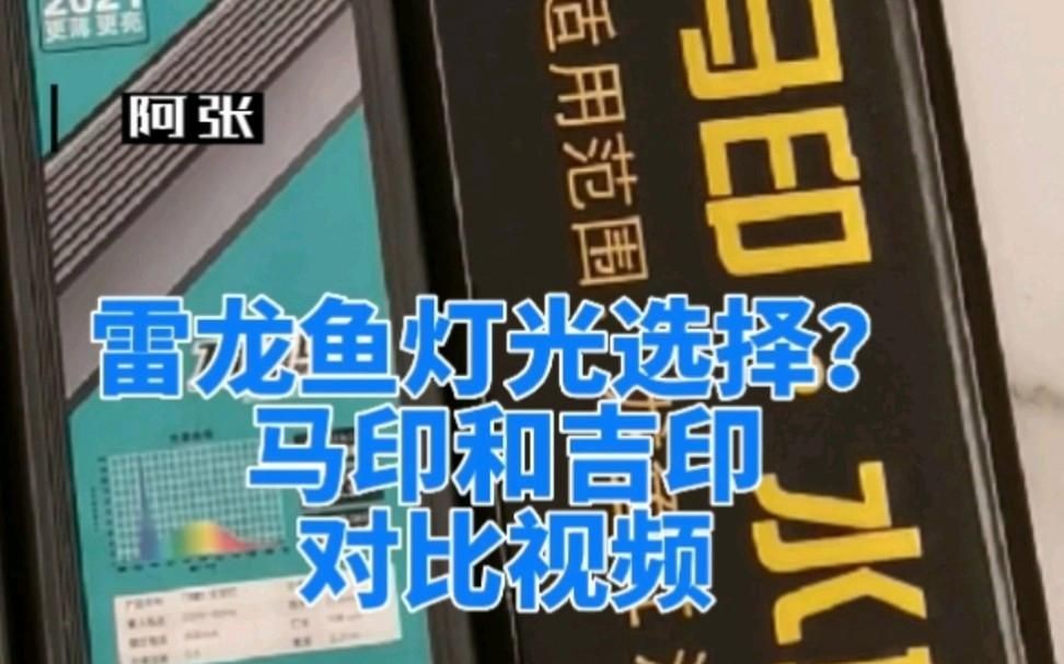 雷龍魚(yú)用什么燈發(fā)色好？【雷龍發(fā)色秘訣‖雷龍專用燈】 雷龍魚(yú)用什么燈發(fā)色好？【雷龍發(fā)色秘訣‖雷龍專用燈】 龍魚(yú)百科 第2張