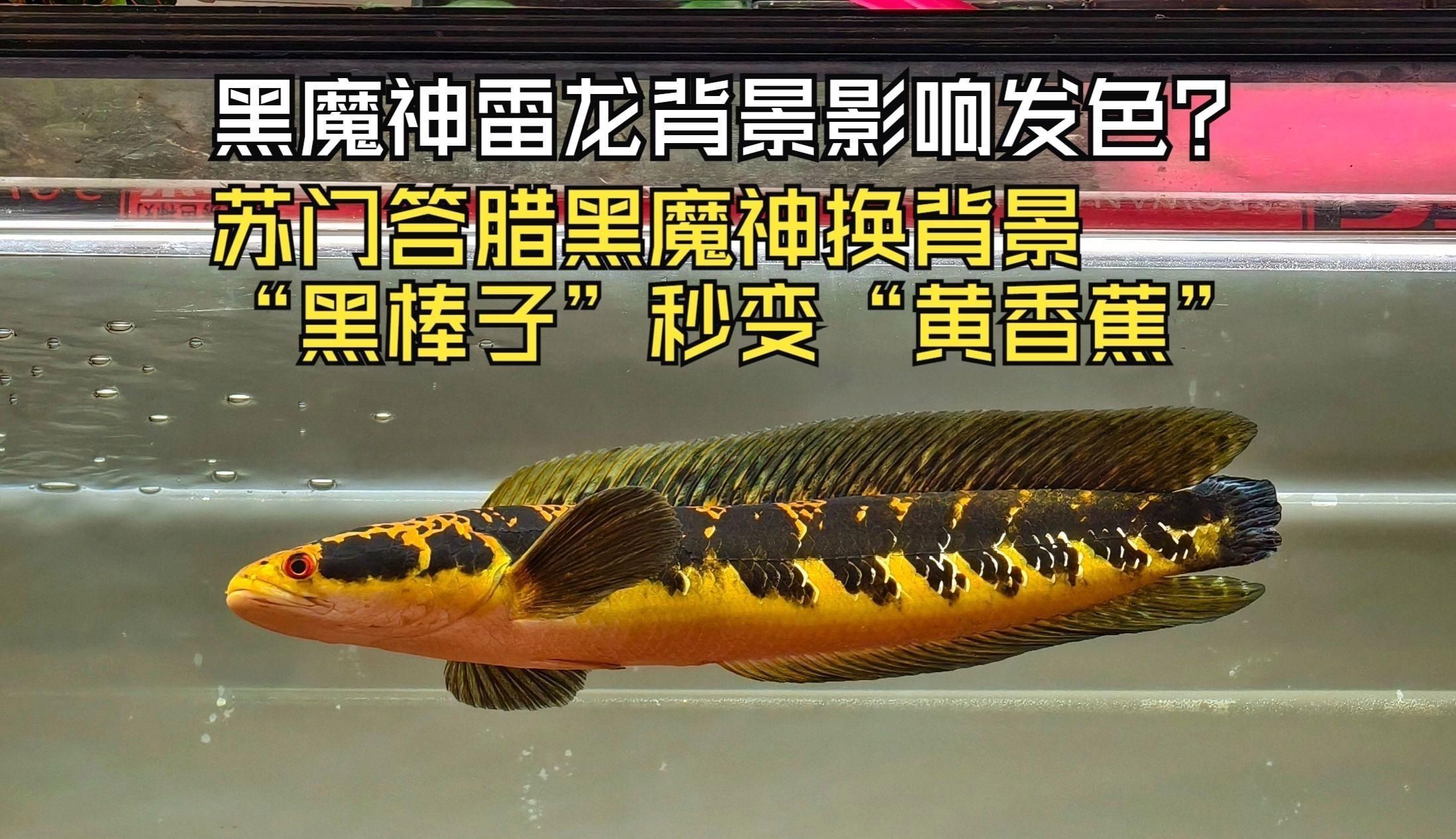 雷龍魚(yú)用什么燈發(fā)色好？【雷龍發(fā)色秘訣‖雷龍專用燈】 雷龍魚(yú)用什么燈發(fā)色好？【雷龍發(fā)色秘訣‖雷龍專用燈】 龍魚(yú)百科 第3張