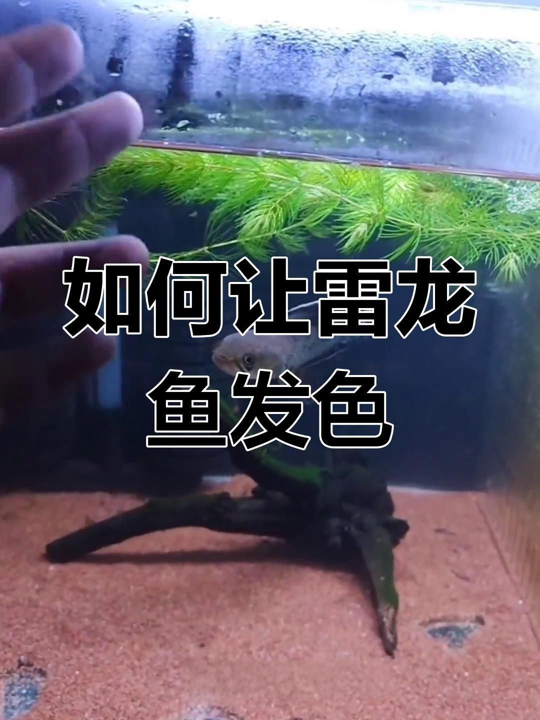 雷龍魚(yú)用什么燈發(fā)色好？【雷龍發(fā)色秘訣‖雷龍專用燈】 雷龍魚(yú)用什么燈發(fā)色好？【雷龍發(fā)色秘訣‖雷龍專用燈】 龍魚(yú)百科 第5張