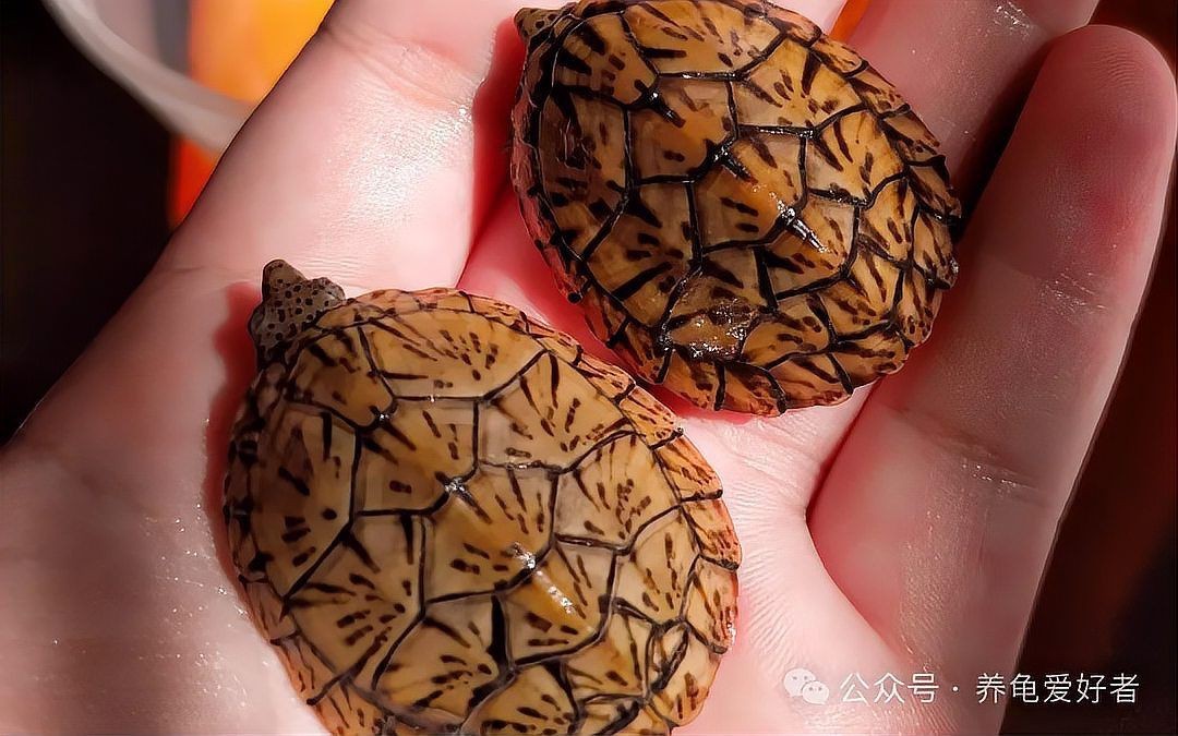 虎紋好還是巨頭好【虎紋和巨頭哪個更耐寒】