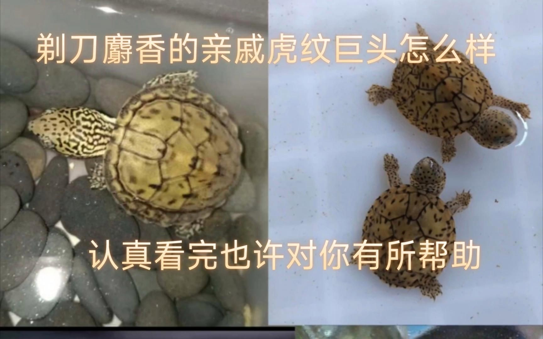 虎紋好還是巨頭好【虎紋和巨頭哪個更耐寒】
