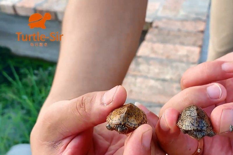 虎紋好還是巨頭好【虎紋和巨頭哪個更耐寒】