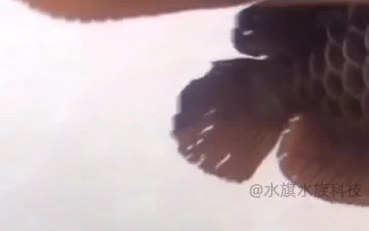 如何預防龍魚爛鰭病？