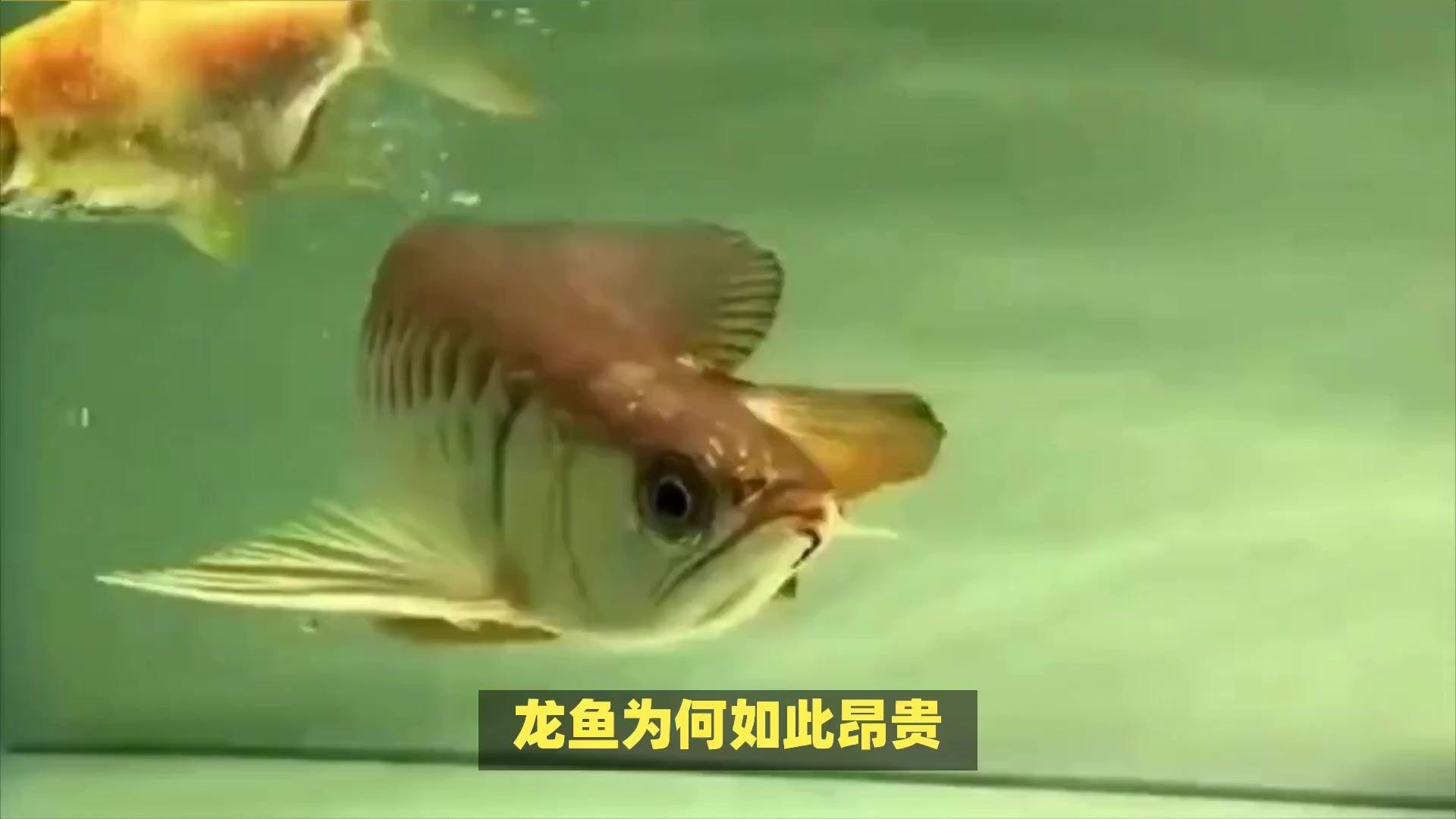 紅龍魚養(yǎng)殖成本為何居高不下？【紅龍魚價格昂貴背后的故事】