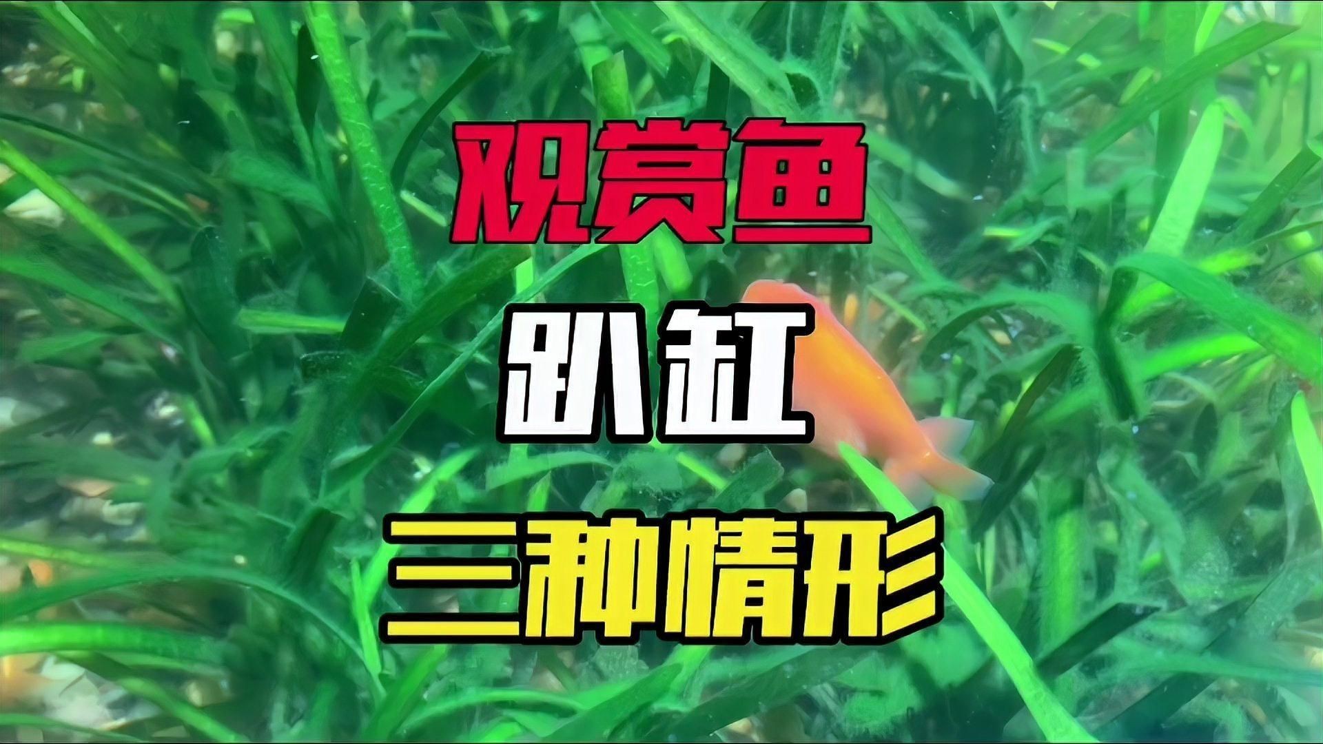 如何判斷魚趴缸是否嚴重？【判斷魚趴缸是否嚴重需要結合行為表現、體表特征和因素綜合分析】