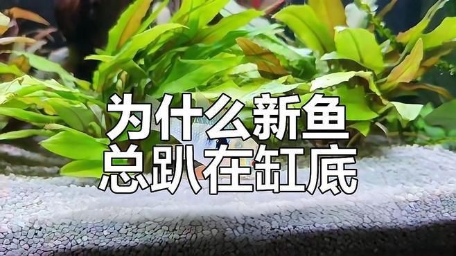 如何判斷魚趴缸是否嚴重？【判斷魚趴缸是否嚴重需要結合行為表現、體表特征和因素綜合分析】