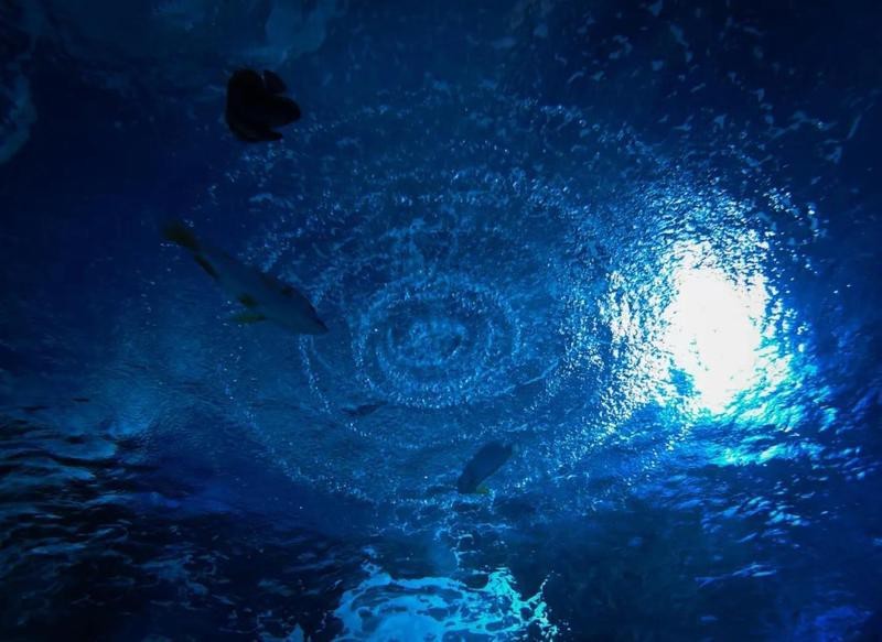 溫縣水族店【南充溫縣水族館/水族店運營模式及特色參考方向】