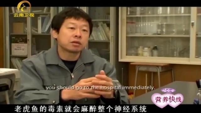 老虎魚毒性有多強【老虎魚毒性極強，其毒刺和體內毒素可引發嚴重中毒反應】