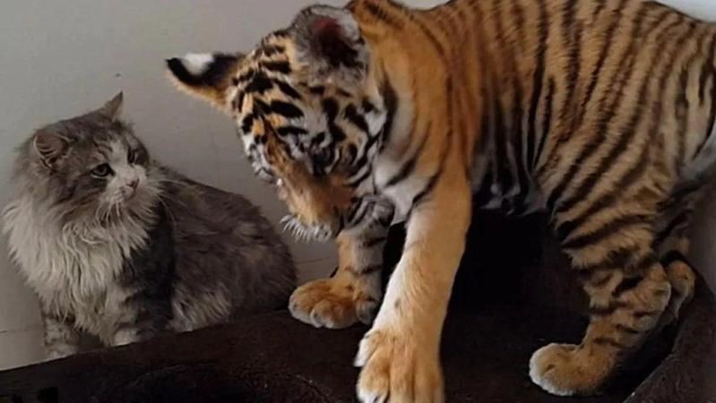 老虎看見貓會吃掉貓嗎【動物園實測:老虎與貓的神秘關系,老虎看見貓會吃掉貓嗎】